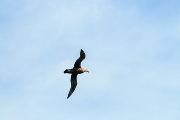 A Southern Giant Petrel in Flight