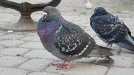pigeons on the street