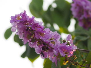 Violet Flower blossom Lagerstroemia speciosa Pers LYTHRACEAE Lagerstroemia beautiful bouquet in nature blur background
