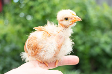 chicken with a bare neck