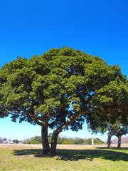 樟のある早春の水元公園風景