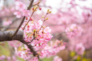 Obraz na płótnie Canvas Beautiful Cherry Blossom in Matsuda , Japan