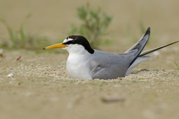 bird on beach