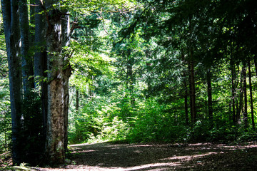 path in the forest