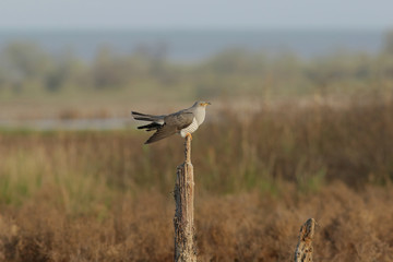 bird in flight