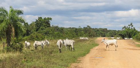 Herd of cows in the Pampas de Yacuma, in Bolivia.