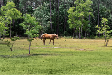 Brown horse standing in green meadow. Landscape with brown horse. Forest background