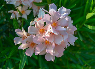 flower, oleander, spring, many little flowers
