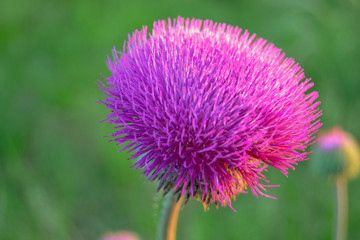 flower, silybum, thistle, macro, pink