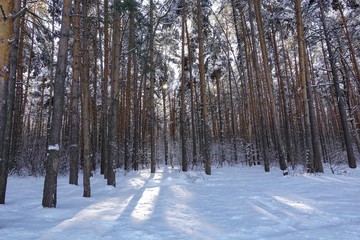 Winter forest landscape with high pines in the snow.