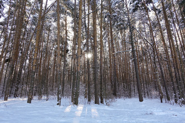 Fototapeta premium Winter forest landscape with high pines in the snow.