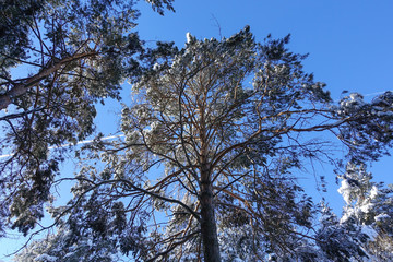 Winter forest, treetops, tree trunks in the sky. Frozen treetops in a forest with blue sky background
