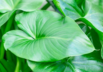 Pattern of green monstera leaves