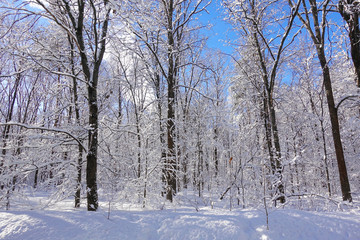 Beautiful winter Christmas landscape. Frozen trees in white frost. Blue clear sky.