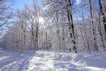 Beautiful winter Christmas landscape. Frozen trees in white frost. Blue clear sky.