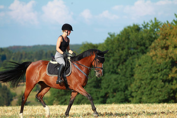 Young horse woman rides young horse on a harvested field in various gaits.