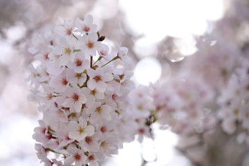 桜の風景