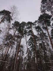 trees in winter