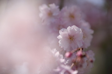 桜の風景
