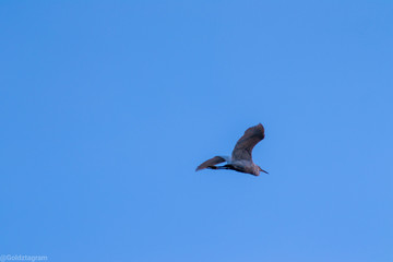 seagull in the sky