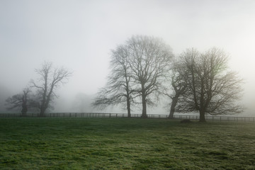 Obraz na płótnie Canvas Old oak tree an English misty meadow. 