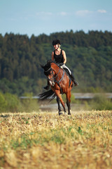 Young horse woman rides young horse on a harvested field in various gaits.