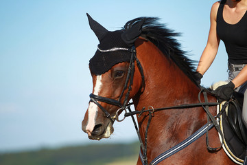 Young horse in close-up, head portraits with rider on a field.