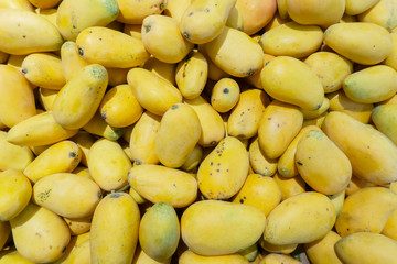 Tropical Fruit Mango..