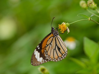 Common Tiger butterfly
