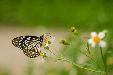 Broad Blue Tiger butterfly (Tirumala limniace butterfly)