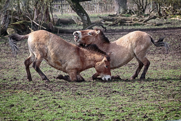 Wildpferde spielen