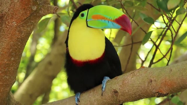 Tukan VideoFootage Durchsuchen 11 HDArchivvideos und Footage