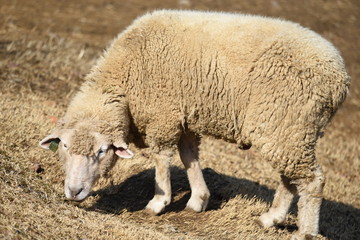 Naklejka na ściany i meble The sheep farm for the wool.