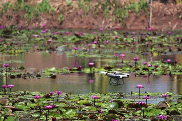 Drone flying near the pond with lotus flowers new technology and equipment for wireless photography 