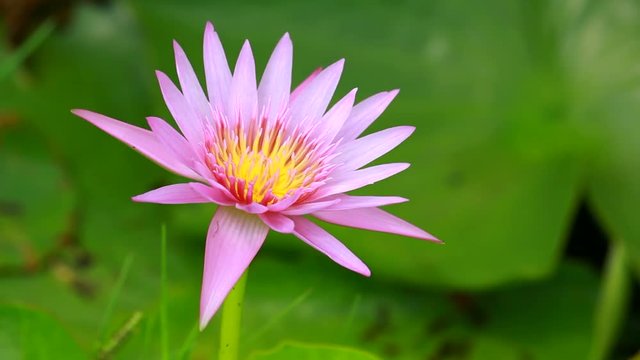 pink lotus close up in nature
