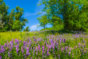 beautiful summer forest glade with violet flowers