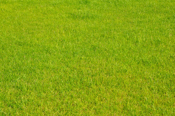 Background of freshly mowed lawn