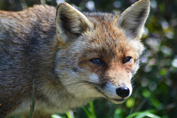 Volpe nel parco naturale della maremma