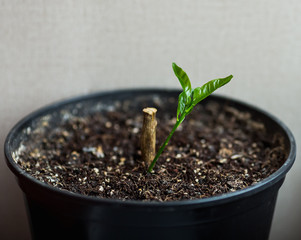 concept of new life. old stump and a small green sprout in a pot.