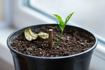 concept of new life. old stump and a small green sprout in a pot.
