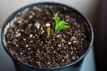 concept of new life. old stump and a small green sprout in a pot.