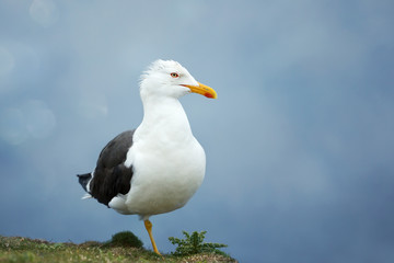 Close up of a great black backed gull against blue background