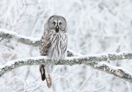 Great Grey Owl perched in a tree in winter