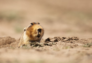 Close up of a big-headed African mole-rat