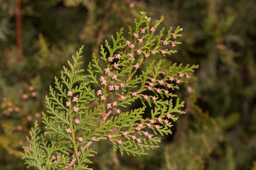 one green branch cypress