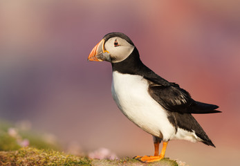 Atlantic puffin against colorful background in summer