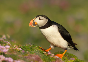 Naklejka premium Atlantic puffin against colorful background in summer