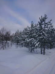 Obraz premium winter trees in the snow