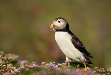Atlantic puffin standing in thrift against green background