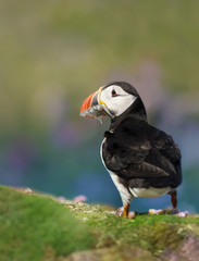 Portrait of Atlantic puffin against colorful background